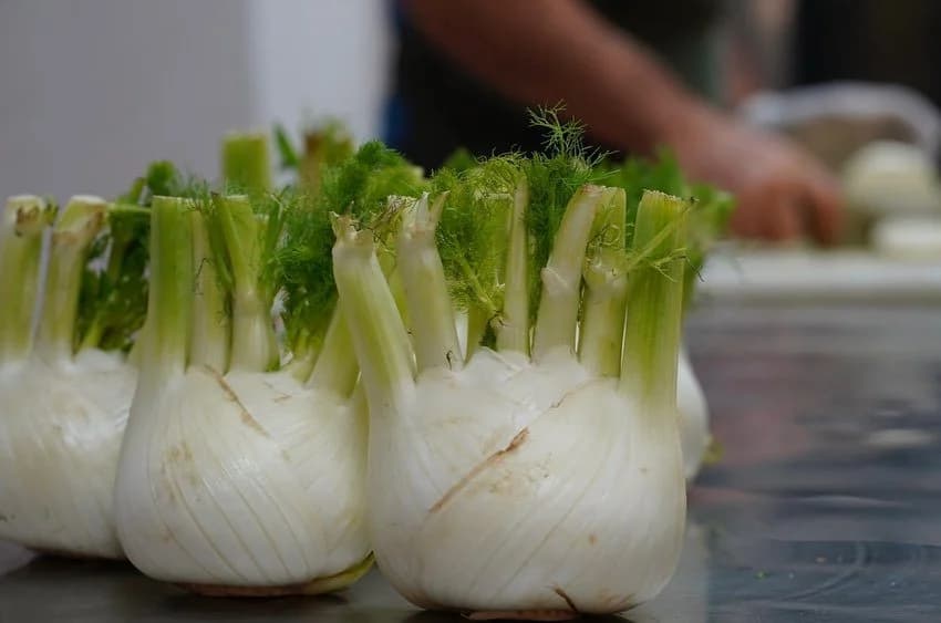 Fennel